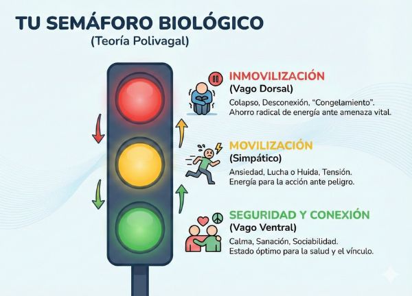 Infografía sobre medicina mente cuerpo y teoría polivagal