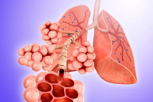 acción inhalada de los aceites esenciales en los alveolos