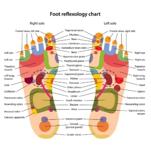 mapa de reflexologia podal tomado de shutterstock